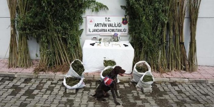 Artvin'de sakıt iş başında! Uyuşturucu tacirlerine göz açtırmıyor