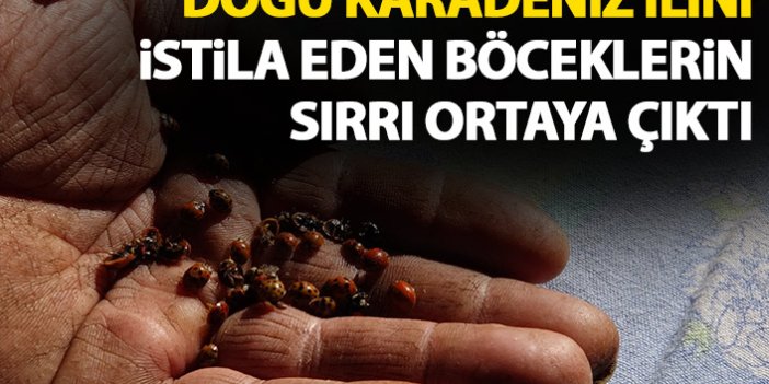 Rize'yi istila eden böceklerin sırrı ortaya çıktı