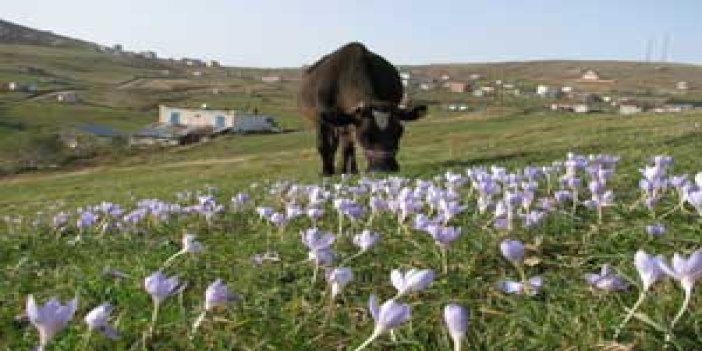 Çoban ailenin yayla yolculuğu