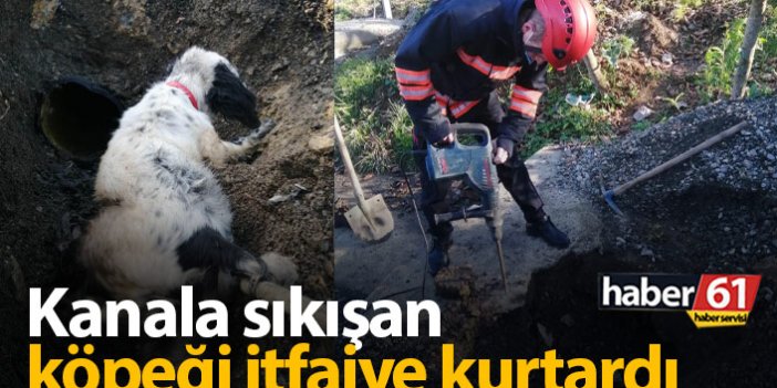 Trabzon'da kanalda sıkışan köpeğin yardımına itfaiye yetişti