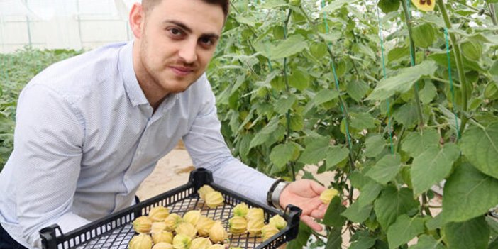 Altın çileğin 100 gramı 15 lira!