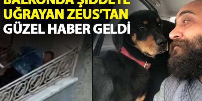 Trabzon'da balkonda sahibinin şiddetine uğrayan Zeus'tan güzel haber!