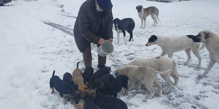 Ordu karla kaplı yaylada sokak hayvanları besleniyor