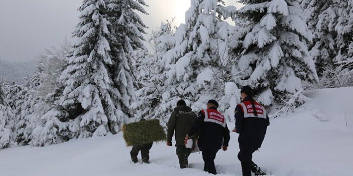 Artvin'de yaban hayvanları unutulmadı