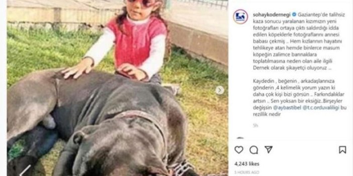 Sokak hayvanlarını koruma ve yaşatma derneğinden tepki çeken hareket