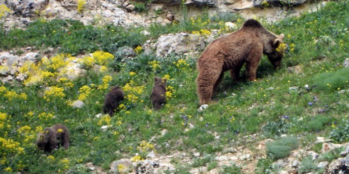 Gümüşhane'de anne ayı ve yavruları köye indi