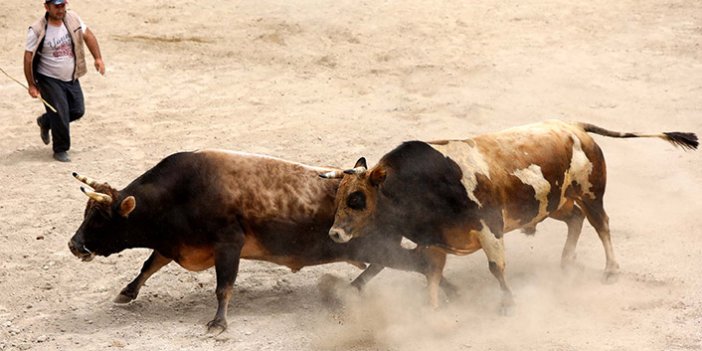 Arenadan kaçan boğalar, seyircilerin arasına daldı