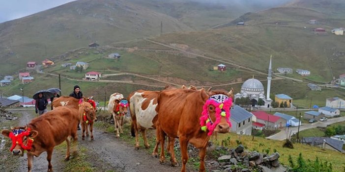 Trabzon'da süsledikleri inekleri ile yaylaların yolunu tuttular