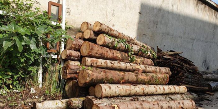 Giresun'da tomruk çalan kişiler tutuklandı