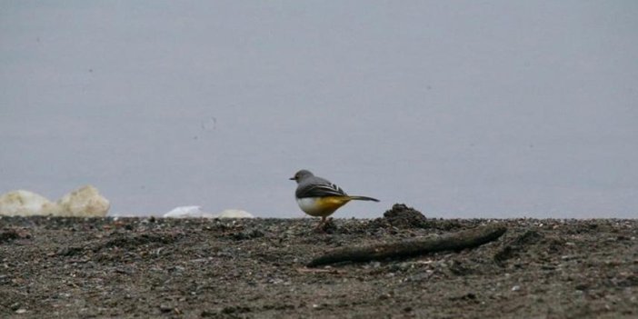 Yeniçağa Gölü göç mevsiminde mola veren kuşları ağırlıyor