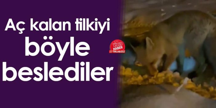 Rize'de aç kalan Tilki'yi böyle beslediler