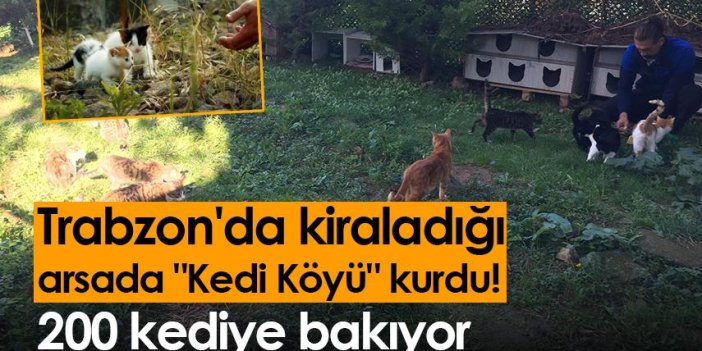 Trabzon'da kiraladığı arsada "Kedi Köyü" kurdu! 200 kediye bakıyor