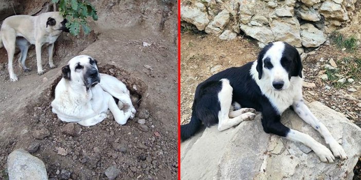 Artvin'de sular altında kalacak olan ilçedeki sokak hayvanları için gönüllüler harekete geçti