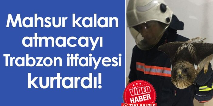 Mahsur kalan atmacayı Trabzon itfaiyesi kurtardı!