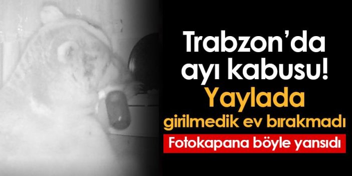 Trabzon'da ayı kış uykusuna yatmadı! Yayla evlerine dadandı