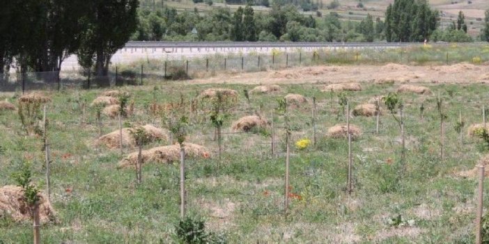 Bayburt'ta gurbetçi vatandaş memleketine gelerek 500 adet meyve fidanı dikti