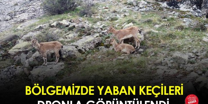 Gümüşhane'de yaban keçileri dronla görüntülendi