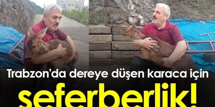 Trabzon'da dereye düşen karaca için seferberlik