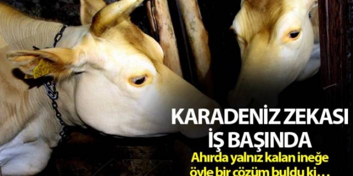 Karadeniz Zekası iş başında - Ahırda yalnız kalan ineği için öyle bir çözüm buldu ki...