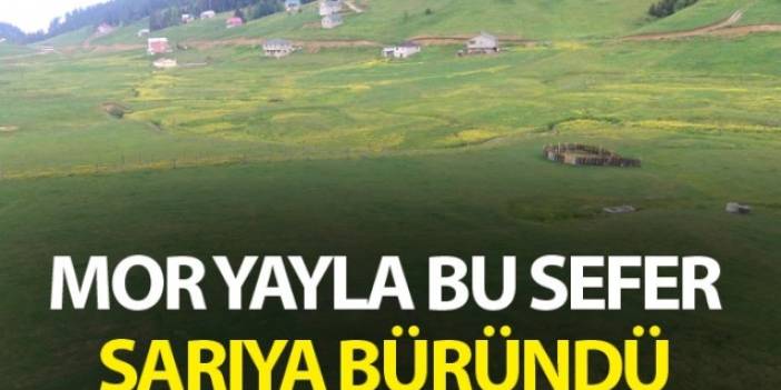 Mor Yayla bu sefer sarıya büründü