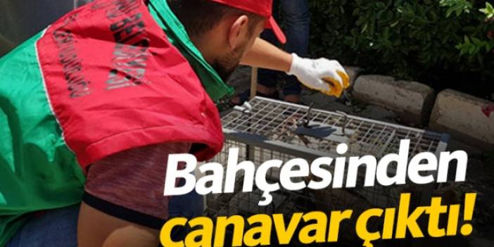 Bahçesinden canavar çıktı!