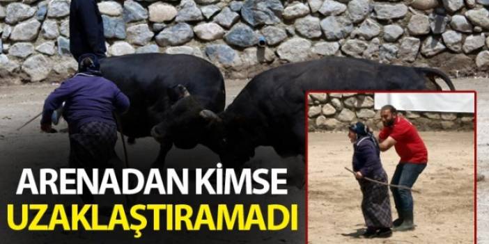 Boğa güreşlerinde onu hakemler bile arenadan uzaklaştıramadı