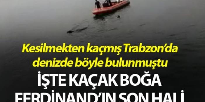 Trabzon'da denizde bulunmuştu - İşte Kaçak boğa Ferdinand'ın son hali