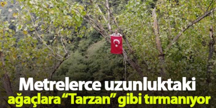 Metrelerce uzunluktaki ağaçlara Tarzan gibi tırmanıyor