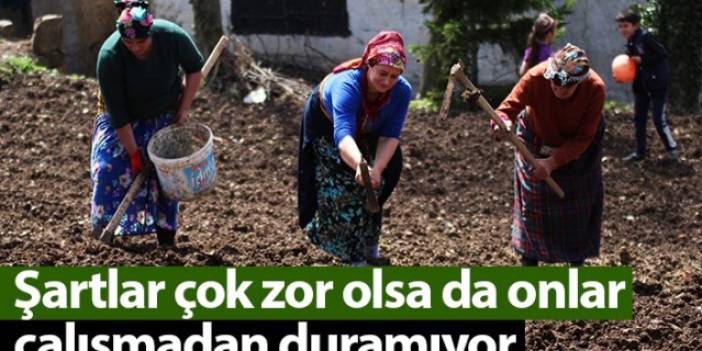 Şartlar zor olsa da Karadeniz kadını çalışmadan duramıyor. Foto Galeri