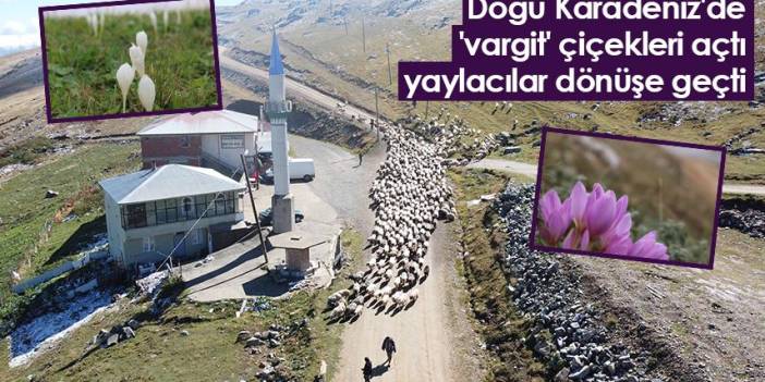 Doğu Karadeniz'de 'vargit' çiçekleri açtı; yaylacılar dönüşe geçti. Foto Haber