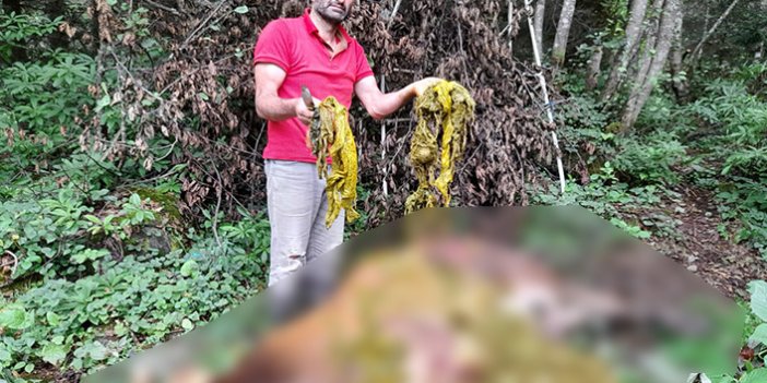 Rize'de doğaya bırakılan çöpler bir ineğin ölümüne neden oldu