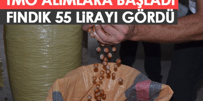 TMO alıma başladı! Fındık fiyatı ne kadar?