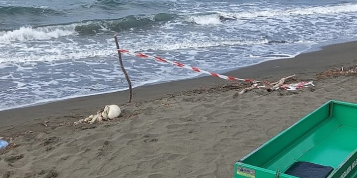 İnanılmaz olay! Karadeniz'de sahile kafatası vurdu