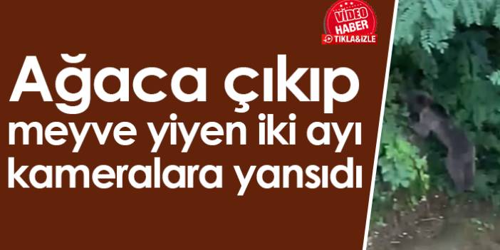 Ağaca çıkıp meyve yiyen iki ayı kameralara yansıdı