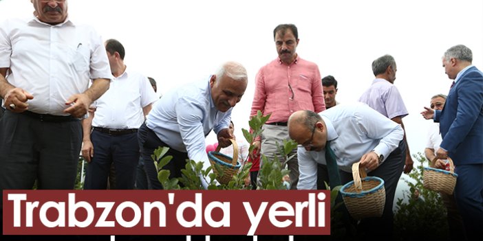 Trabzon'da yerli aronya hasadı başladı