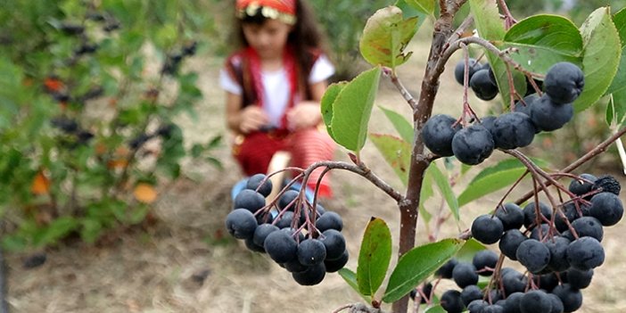 Trabzon'da aronya için hasat zamanı