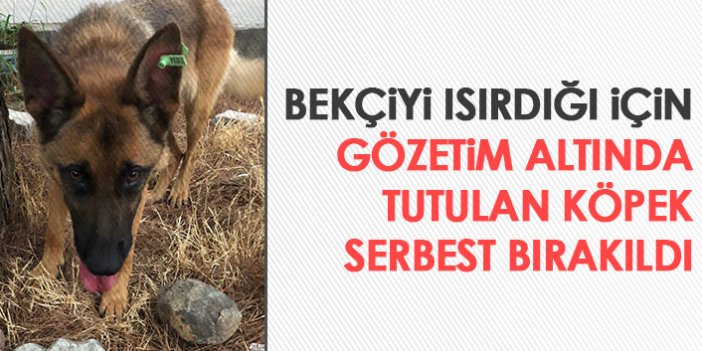 Gözaltında tutulan köpek serbest bırakıldı!