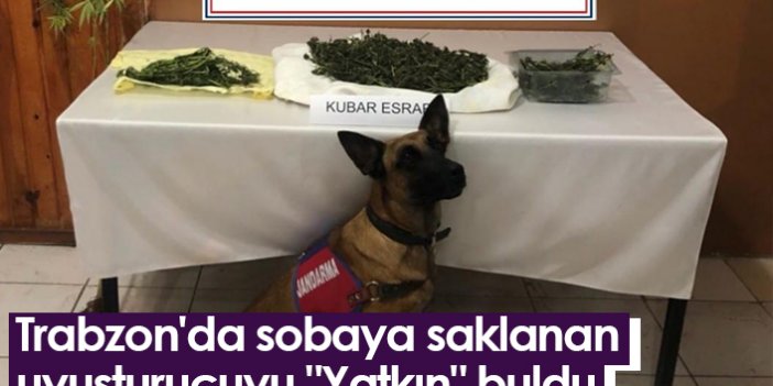 Trabzon'da sobaya saklanan uyuşturucuyu "Yatkın" buldu