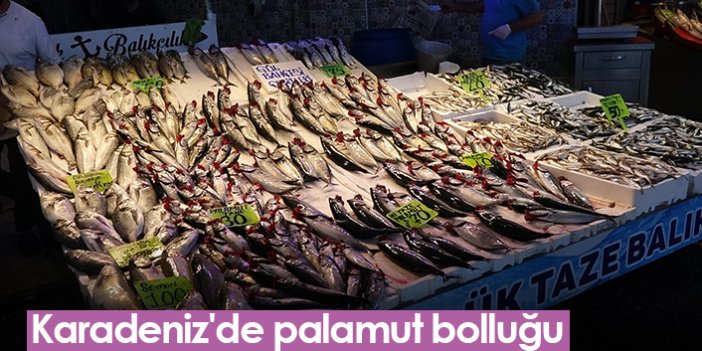 Karadeniz'de palamut bolluğu