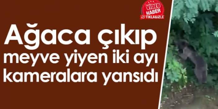 Ağaca çıkıp meyve yiyen iki ayı kameralara yansıdı. Video Haber