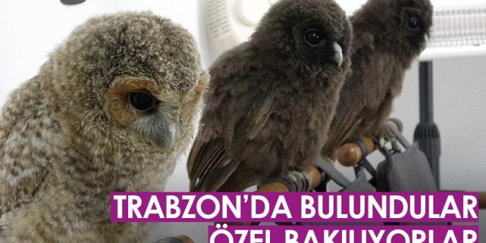 Trabzon'da yavru baykuşlar özel olarak bakılıyor