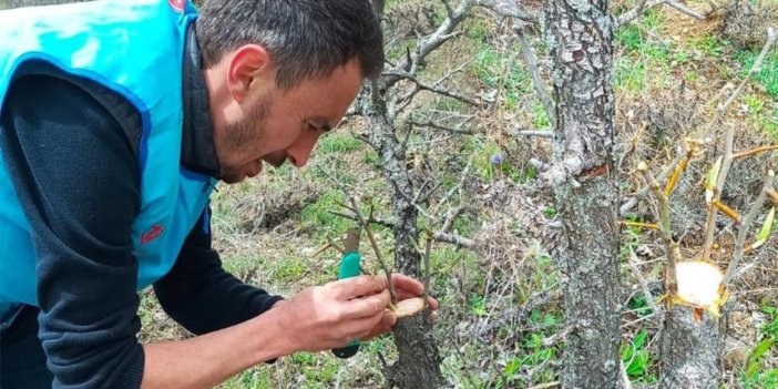 Giresun'da yabani ağaçları gönüllü olarak aşılıyor