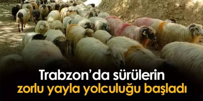 Trabzon'da sürülerin yaylaya zorlu göç yolculuğu başladı