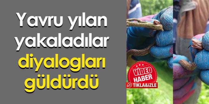 Rize'de yavru yılan yakalayan kardeşlerin diyaloğu güldürdü