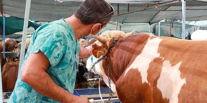 Yetiştiricilerden kurbanlık alacaklara önemli uyarı