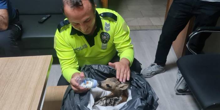 Ordu'da yaralı yavru karacaya polis ekipleri sahip çıktı