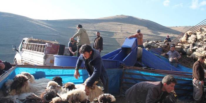 Bayburt'ta küçükbaş hayvanlar yıkanarak ilaçlandı