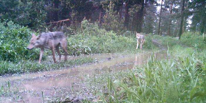 Artvin'de ormanda kurt sürüsü görüntülendi