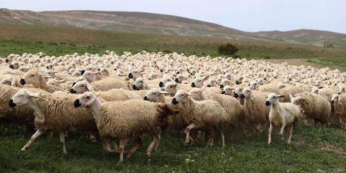 Bayramda 3 milyonun üzerinde küçükbaş kurbanlık satıldı