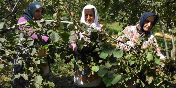 Fındık yevmiyesi ne kadar? 2023 Fındık yevmiyesi